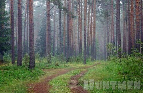 Photo of Боровая дичь
